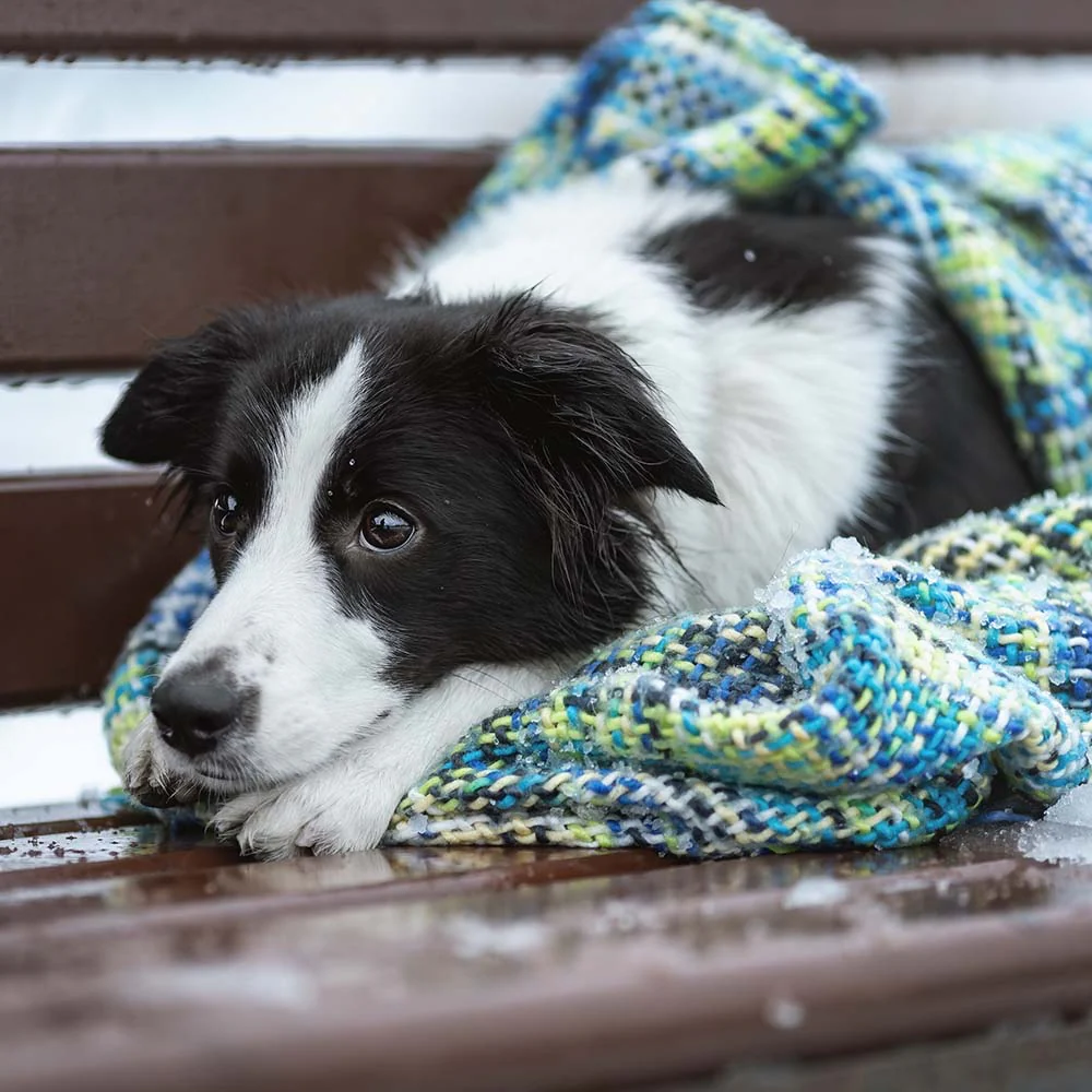 Send Desperately Needed Blankets to Homeless and Their Pets For Winter - Image 8
