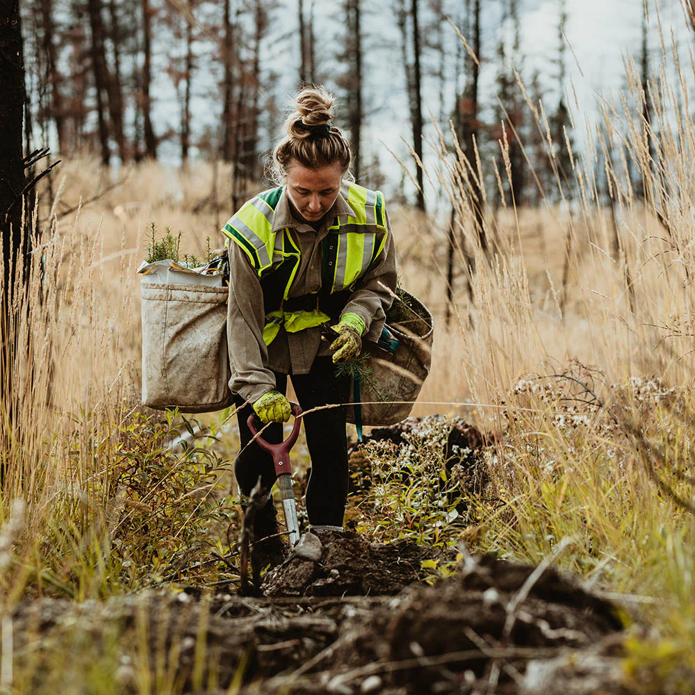 Give the Earth a Gift: Plant a Tree - Image 2
