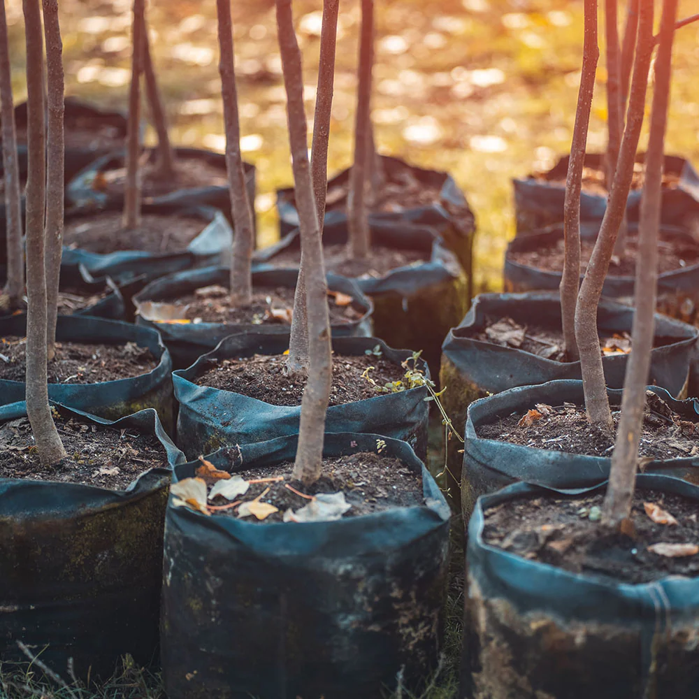 Give the Earth a Gift: Plant a Tree - Image 4