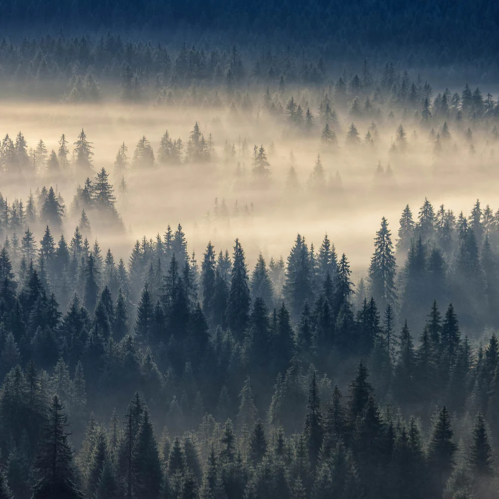 Wildlife In Peril | Help Replant Forest Habitat Fund - Image 6