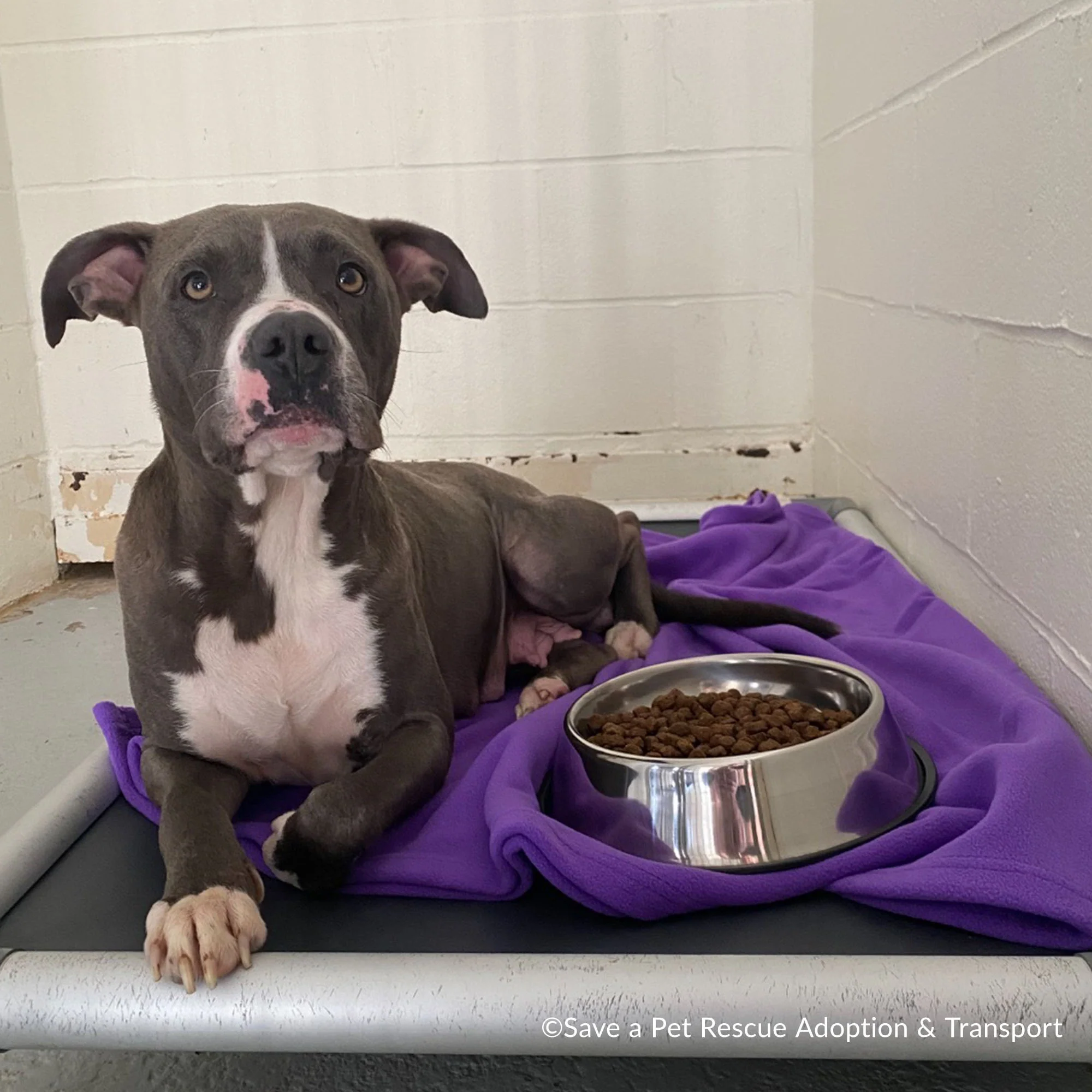 Emergency Pet Rescue & Care - Image 4