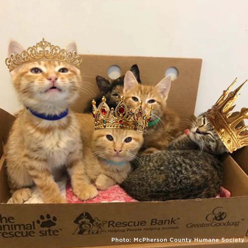 Support Feline Domination - One Castle at a Time - Image 4
