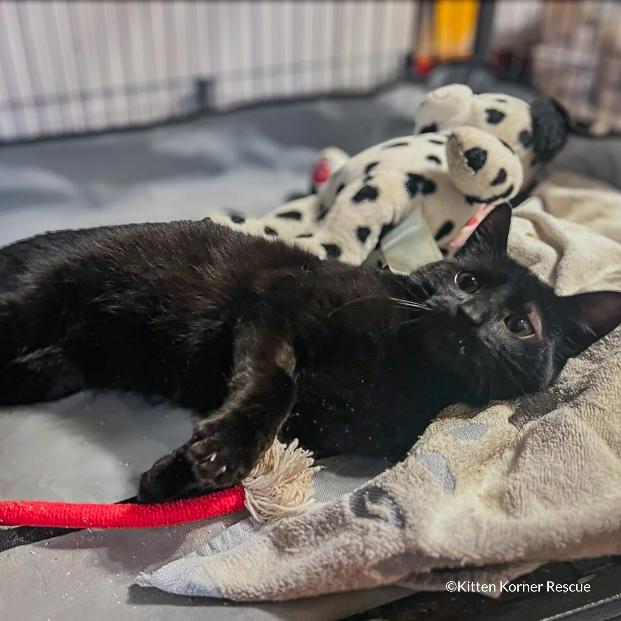 Happy Birthday Animal Rescue Site | Send Presents to Dogs & Cats - Image 5