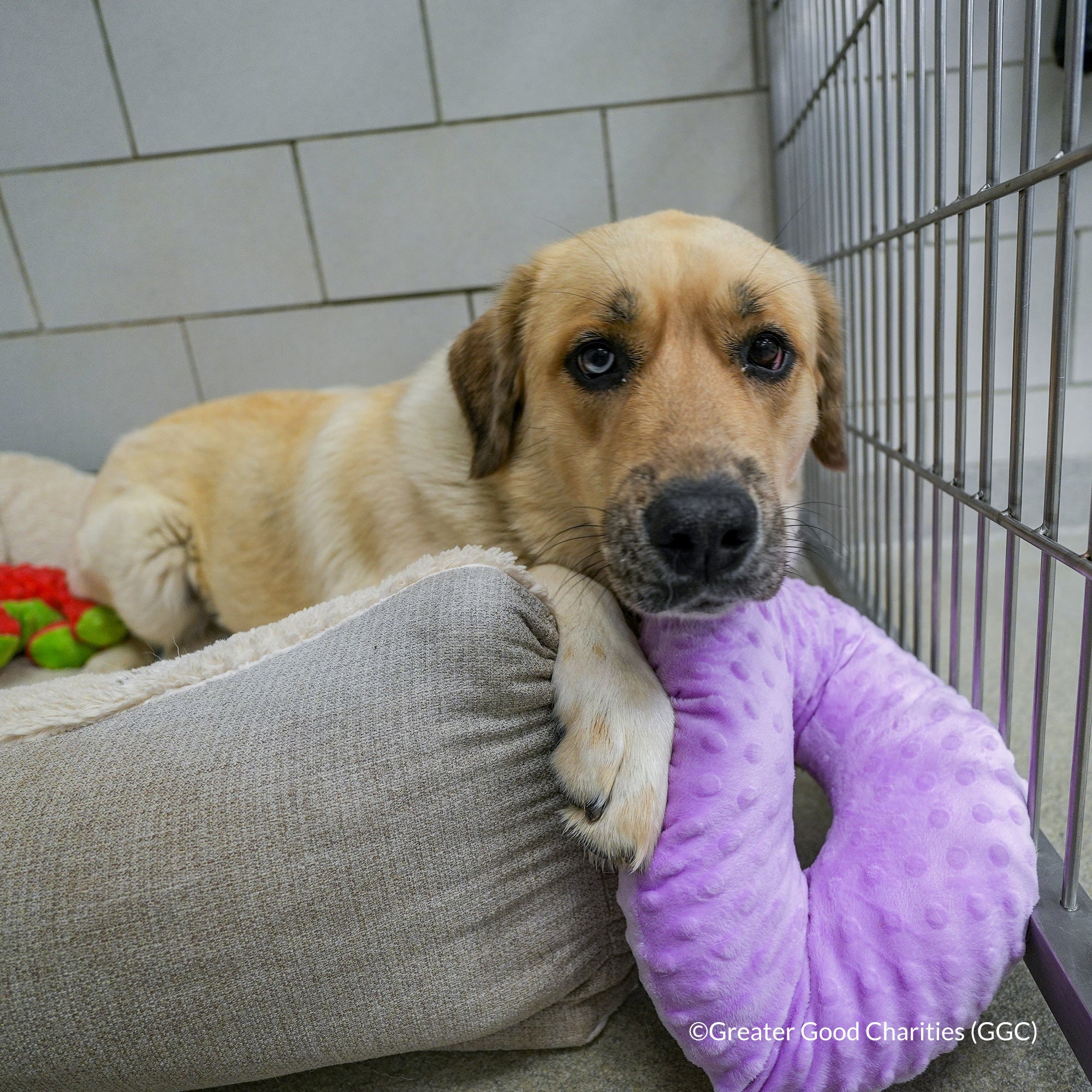 Happy Birthday Animal Rescue Site | Send Presents to Dogs & Cats - Image 8