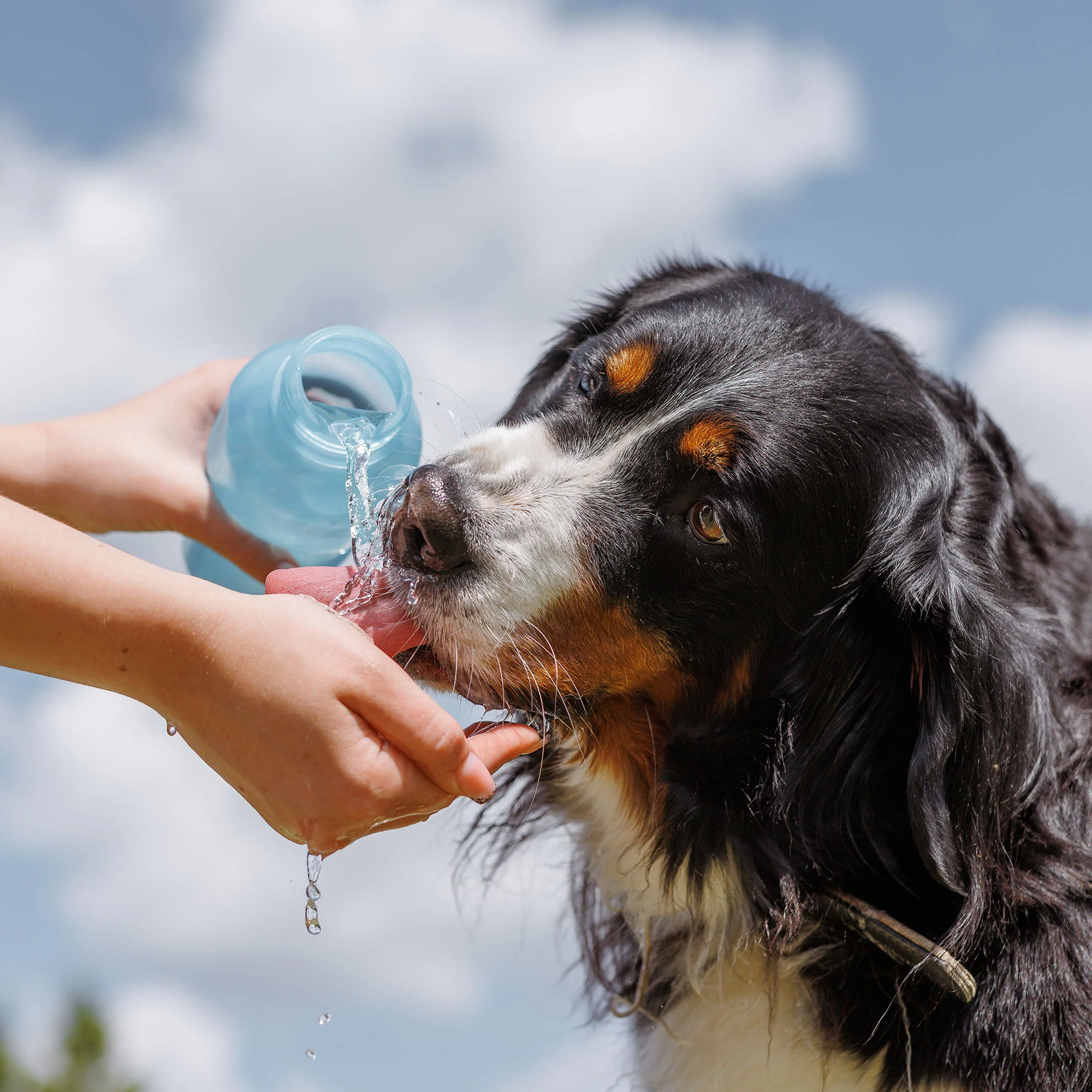 Send Critical Relief to Protect Pets of the Homeless During Summer Heat - Image 9