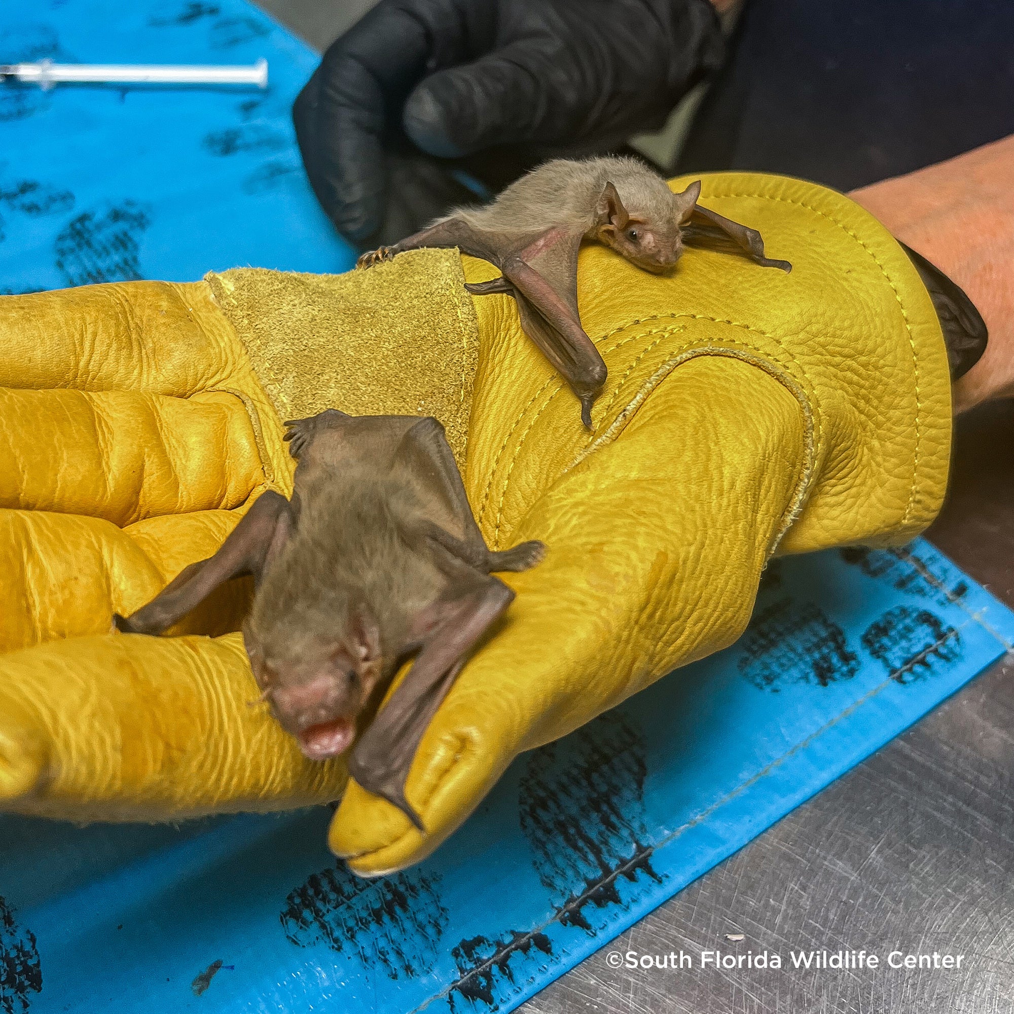 Send Life-Saving Care to Wildlife Animals - Image 13
