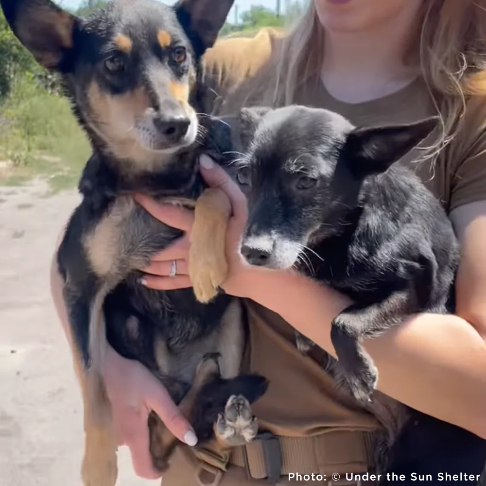Protect Hundreds of Dogs from the Horrors of War - Image 19