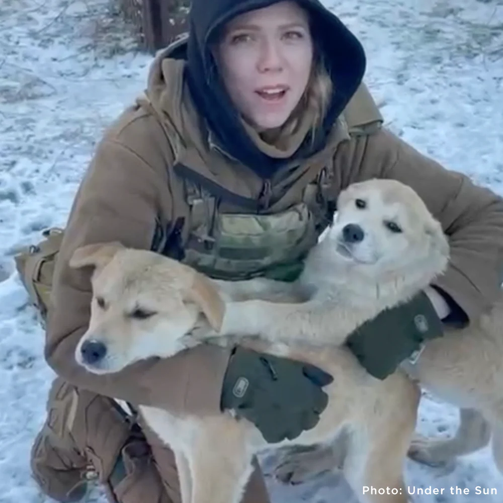 Protect Hundreds of Dogs from the Horrors of War - Image 23