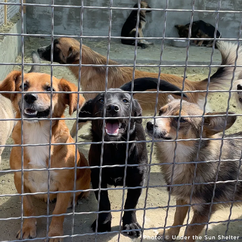 Protect Hundreds of Dogs from the Horrors of War - Image 4