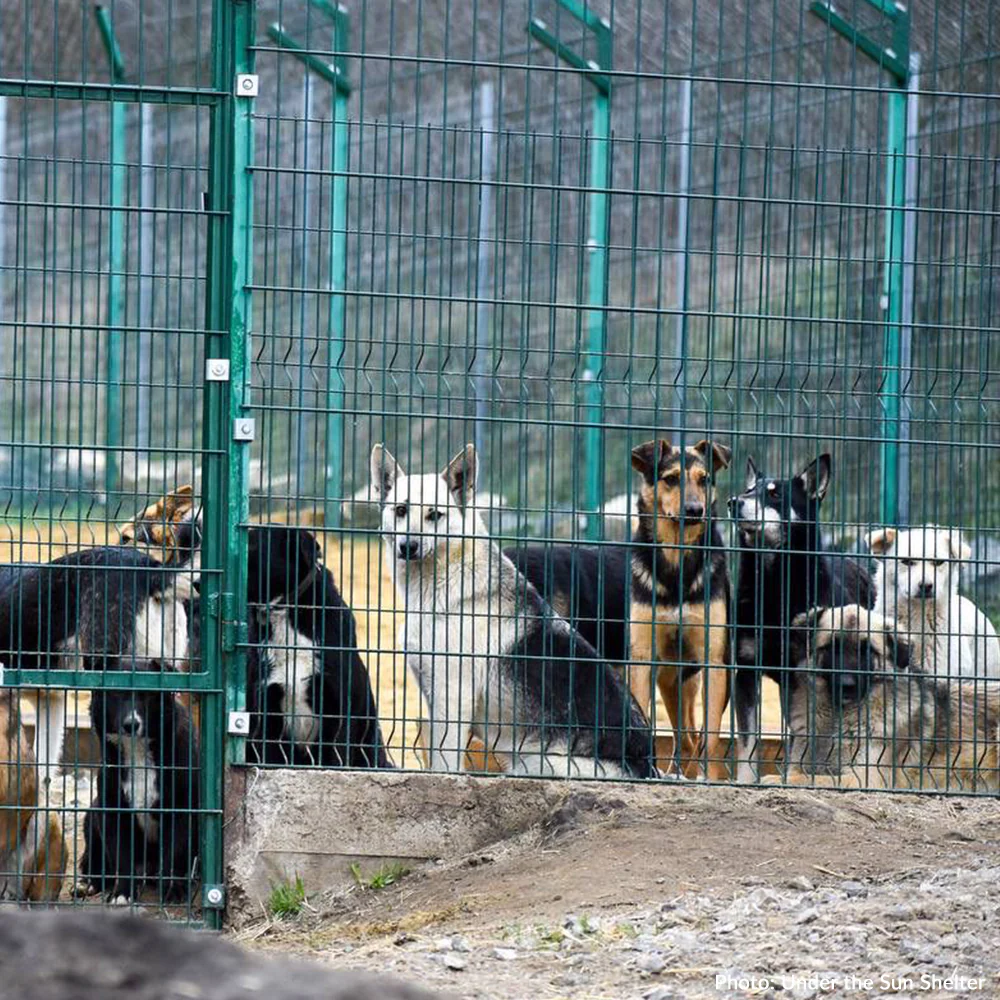 Protect Hundreds of Dogs from the Horrors of War - Image 7