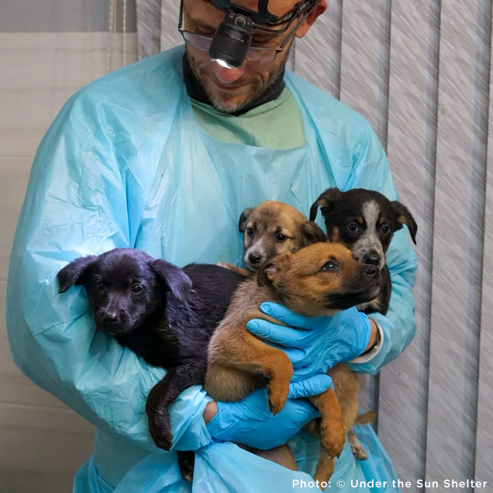 Protect Hundreds of Dogs from the Horrors of War - Image 9