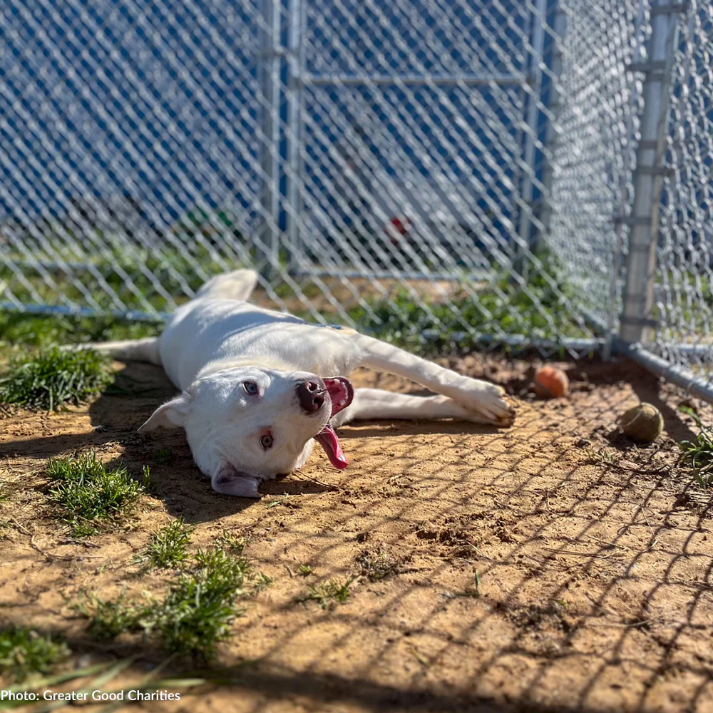 Help Rebuild an Animal Shelter to Enrich Their Residents' Lives