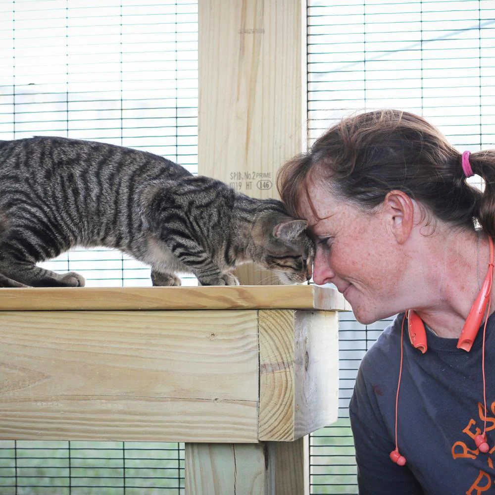 Help Rebuild an Animal Shelter to Enrich Their Residents' Lives - Image 10