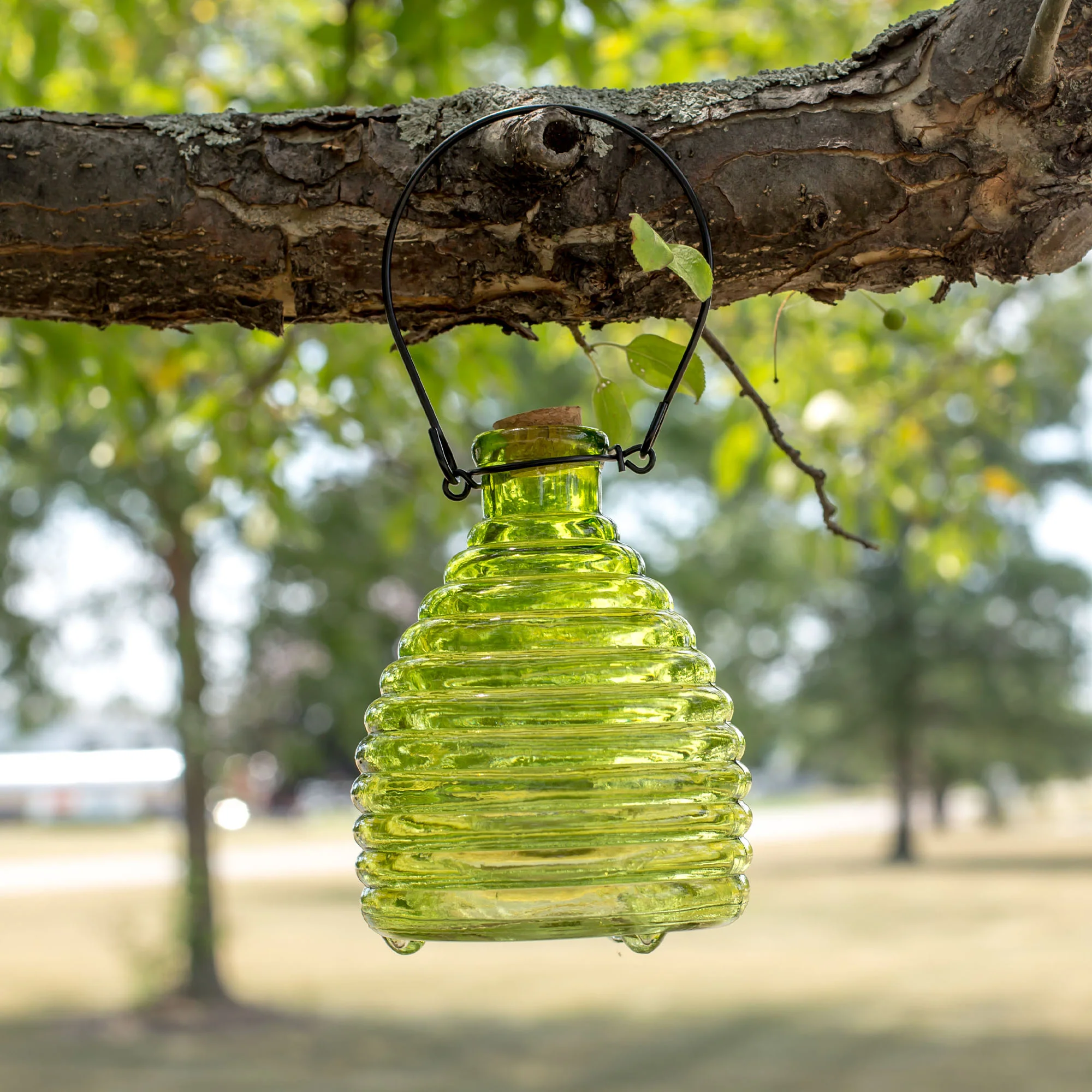 Glass Wasp Trap - Image 5