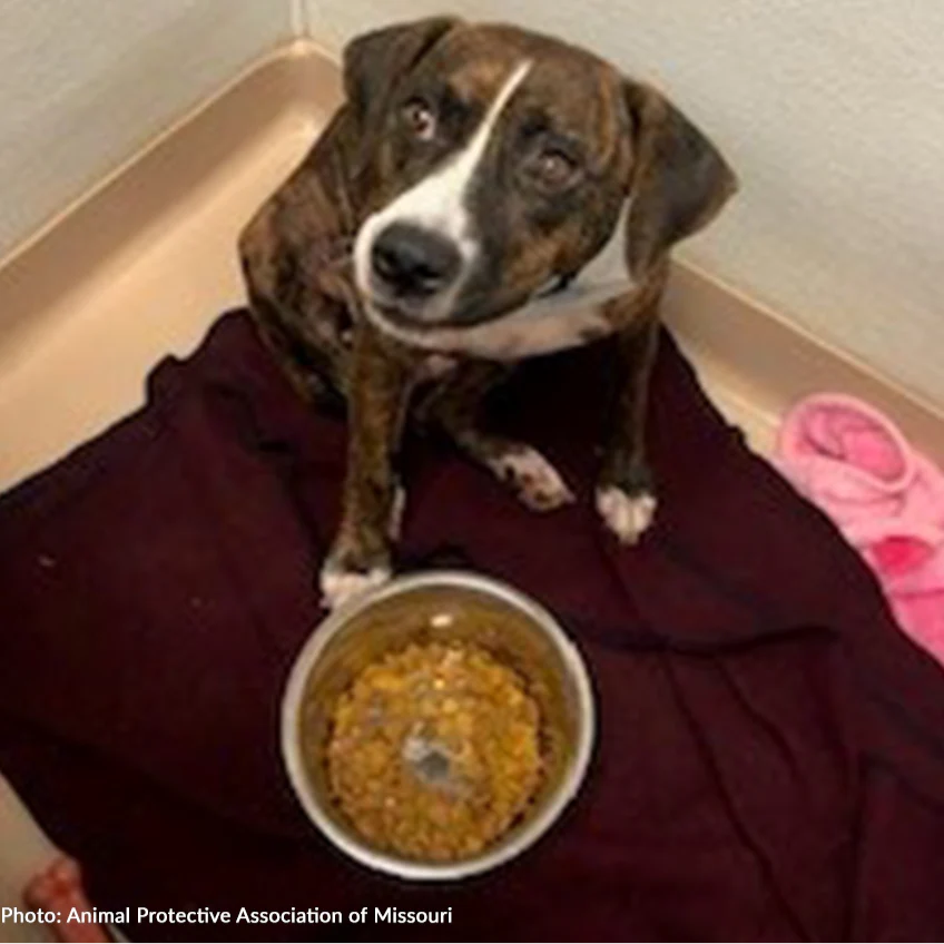 Help Feed Hungry Shelter Animals - Image 10