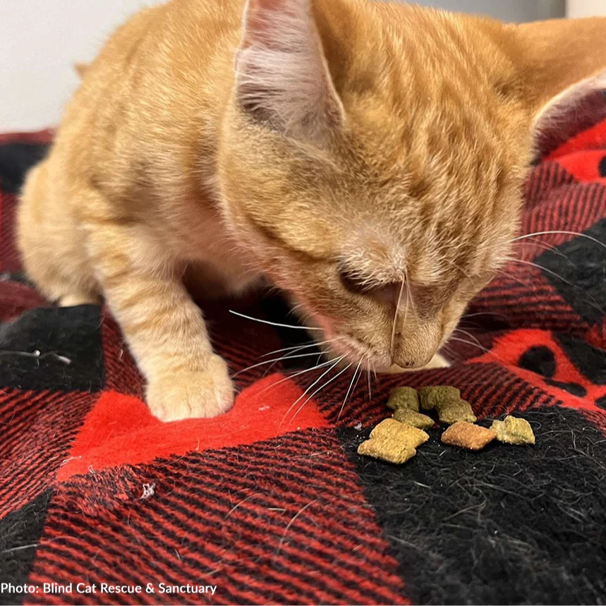 Help Feed Hungry Shelter Animals - Image 12
