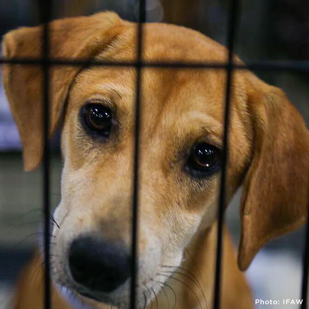 Help Feed Hungry Shelter Animals - Image 3