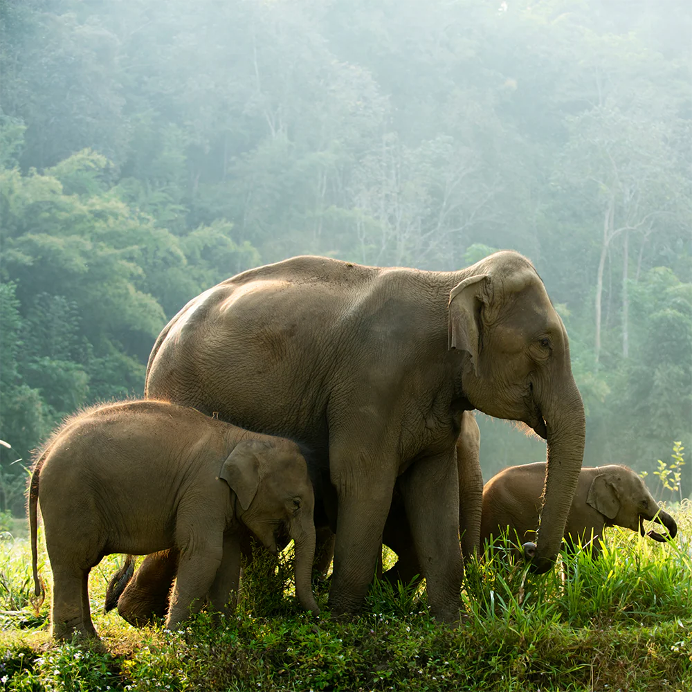 Help Save the Asian Elephant - Image 3