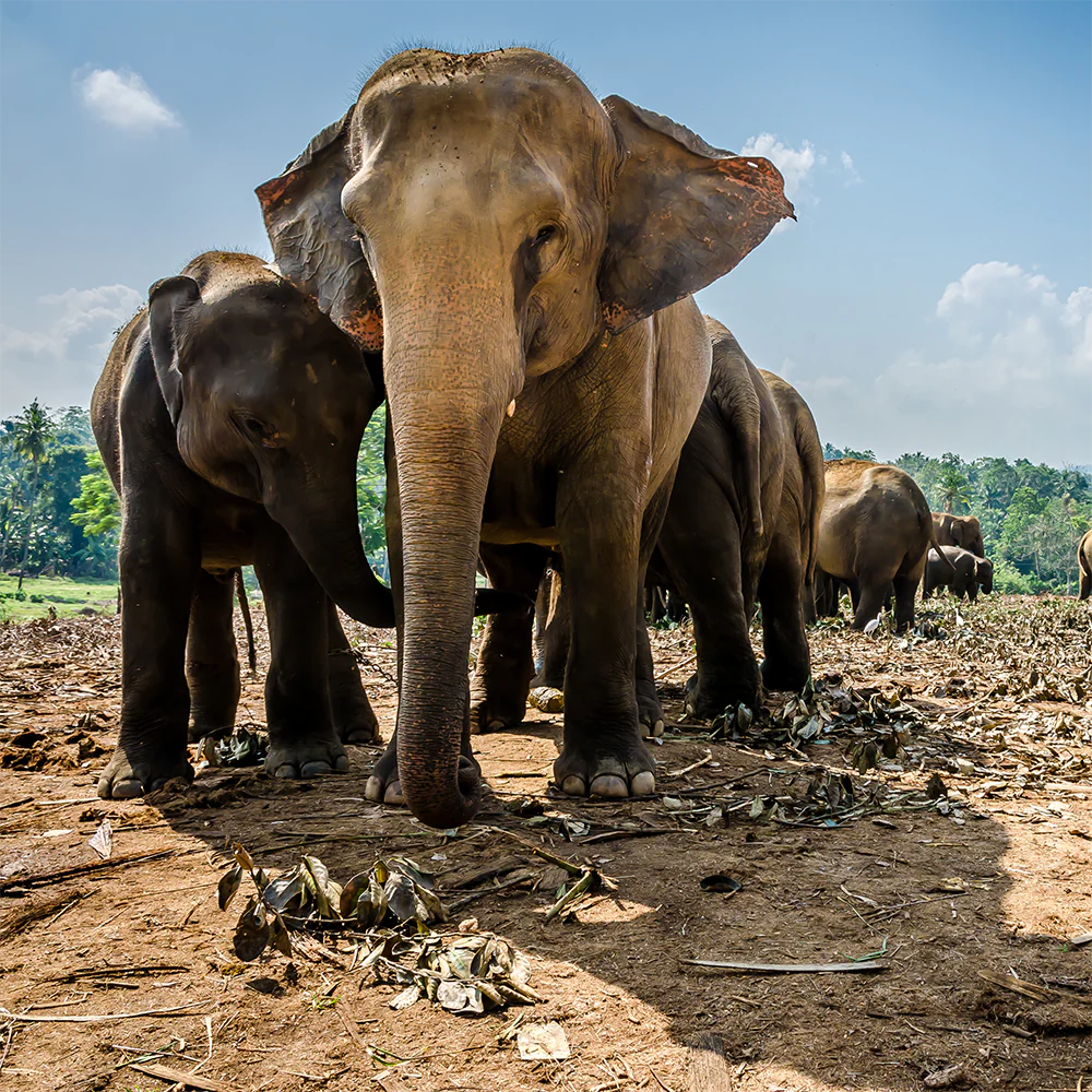 Help Save the Asian Elephant - Image 4