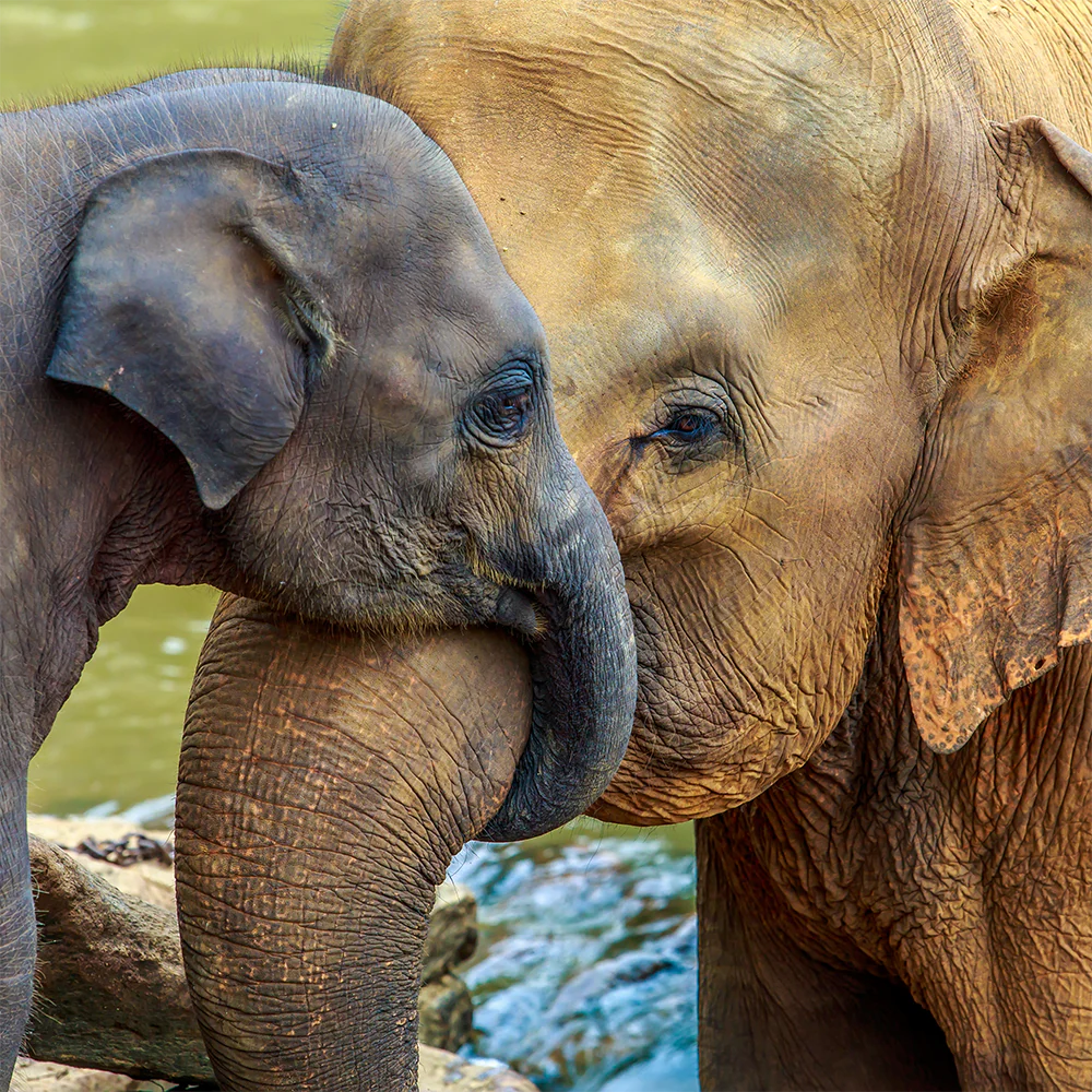 Help Save the Asian Elephant - Image 5