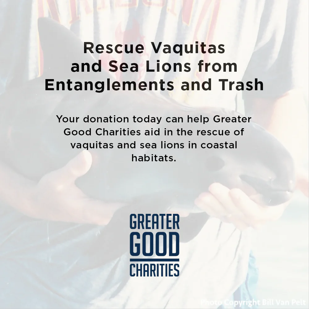 Rescue Critically Endangered Porpoises From Fishing Net Entanglements - Image 3