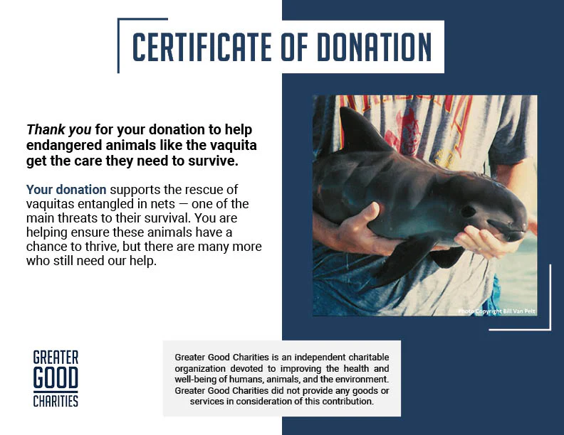 Rescue Critically Endangered Porpoises From Fishing Net Entanglements - Image 4