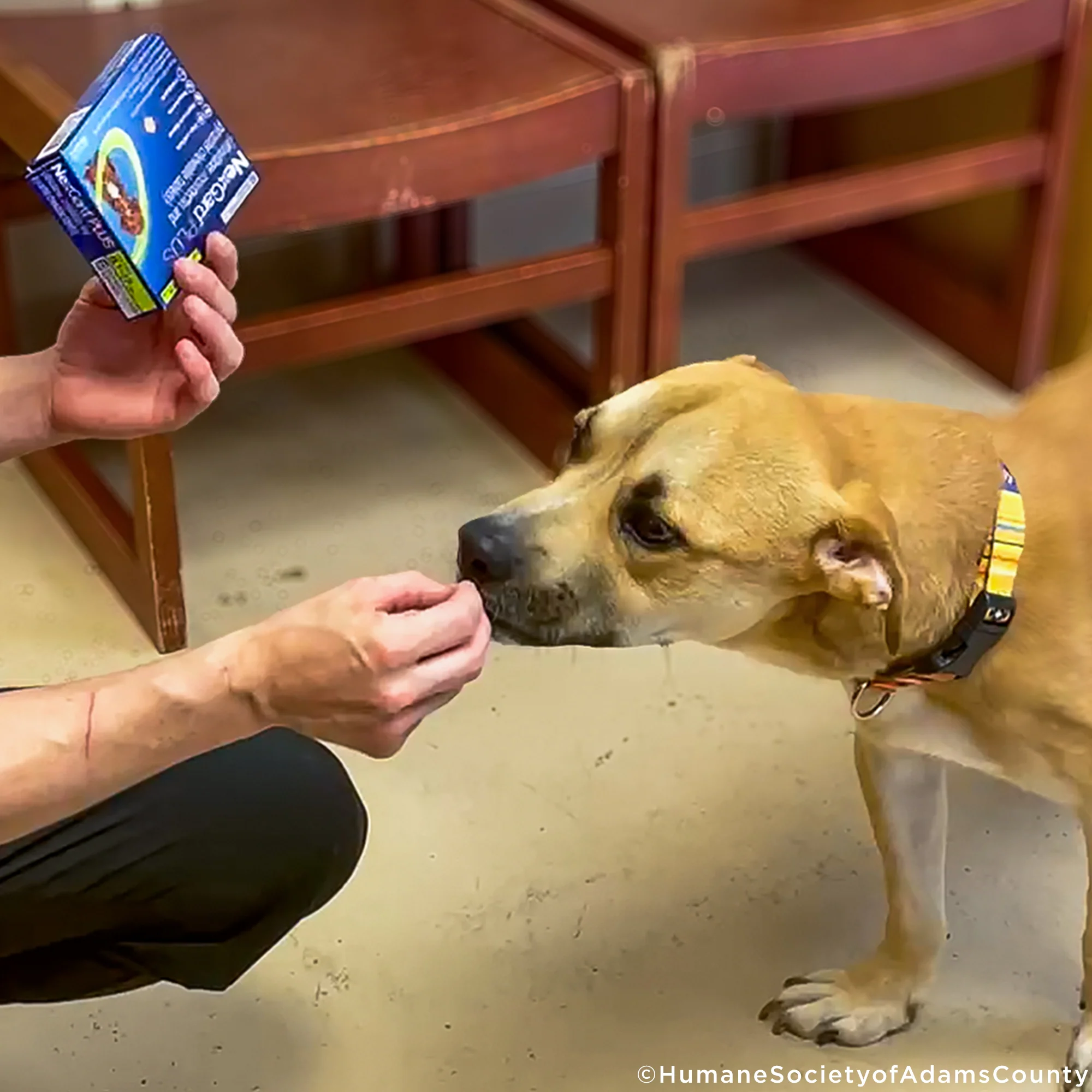 Care Packages for Shelter Dogs - Image 3