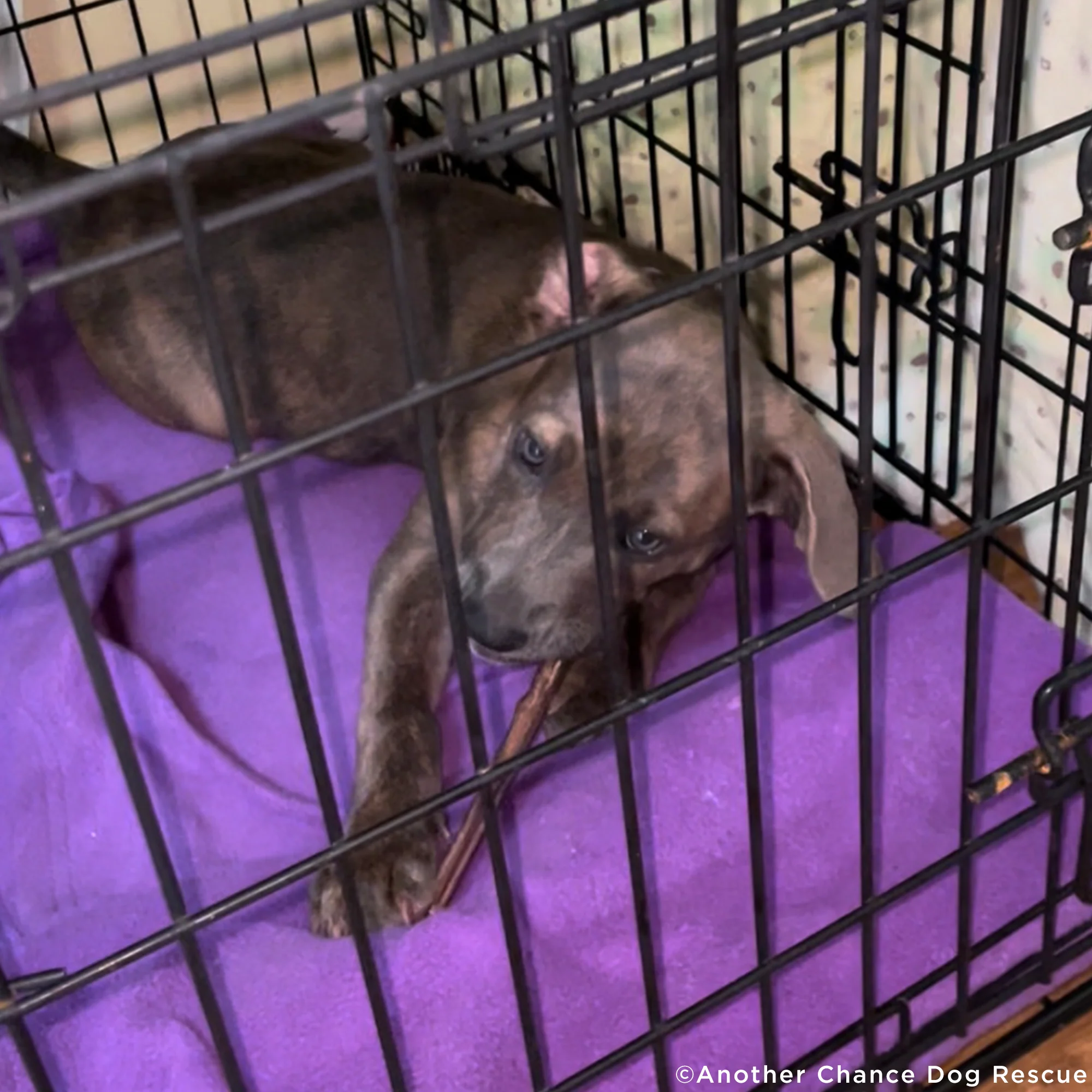 Care Packages for Shelter Dogs - Image 5