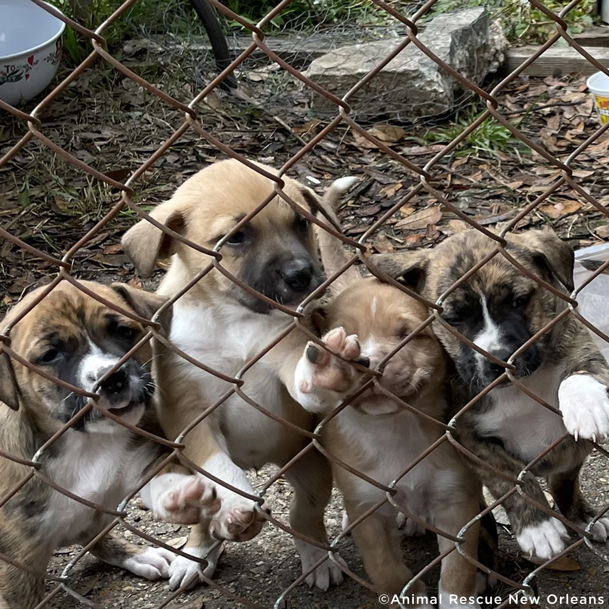 Care Packages for Shelter Dogs - Image 6