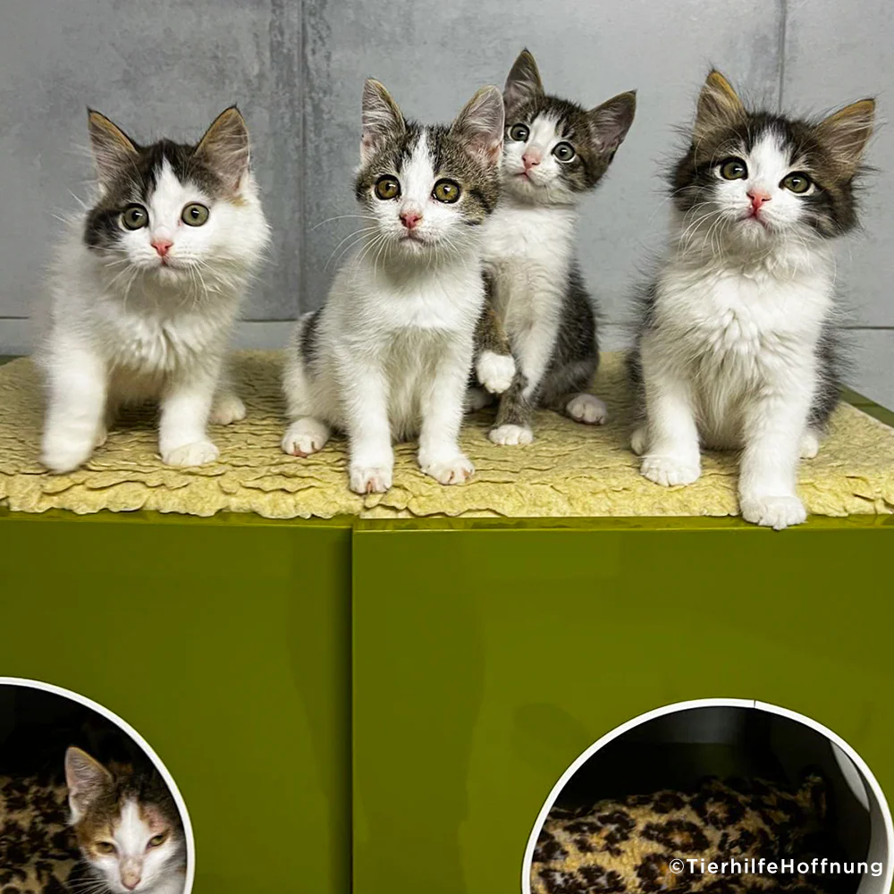 Care Packages for Shelter Cats - Image 3