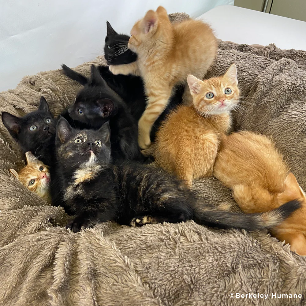 Care Packages for Shelter Cats - Image 7
