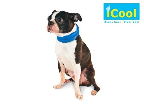 iCool Pet Scarf - Image 3
