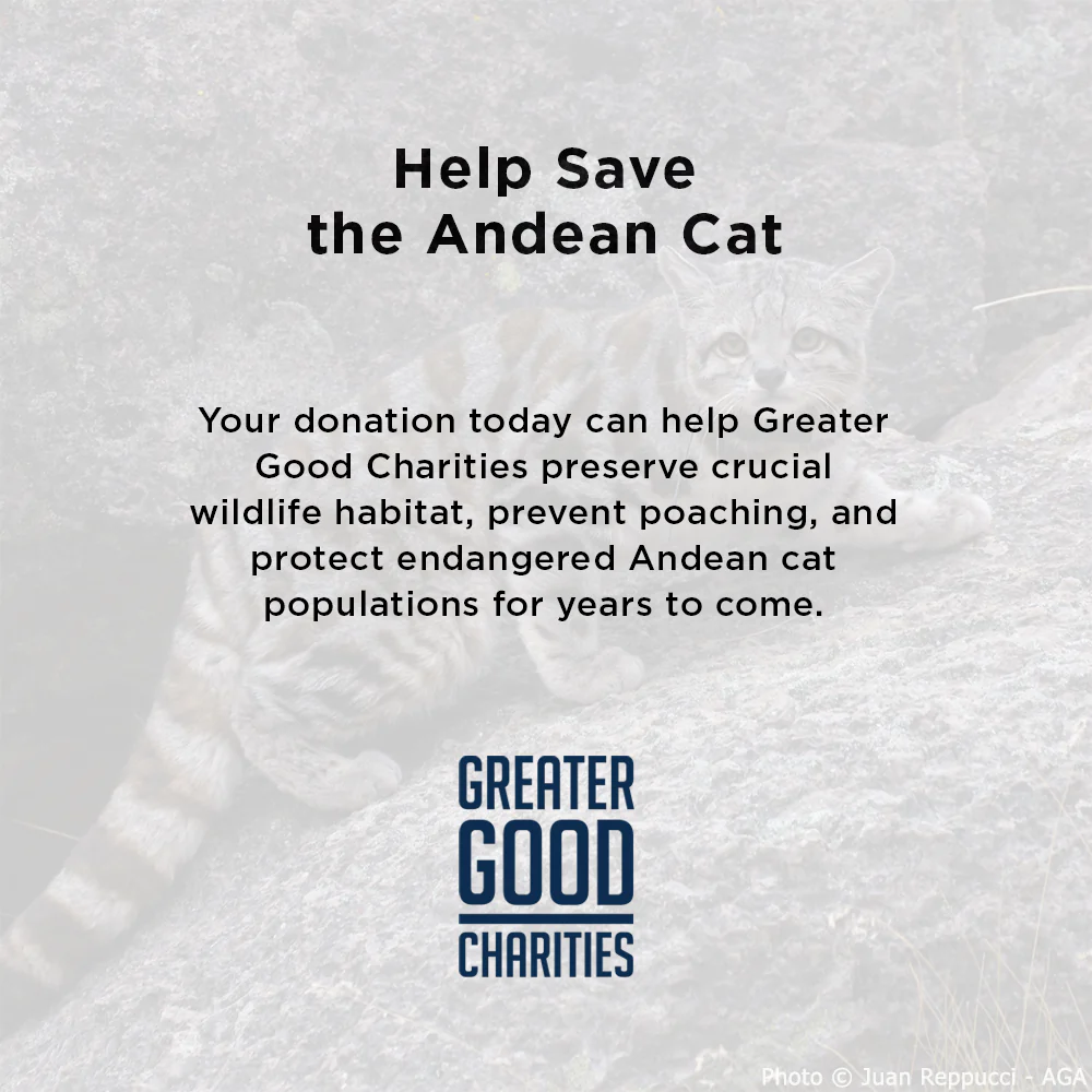 Help Save the Andean Cat - Image 2