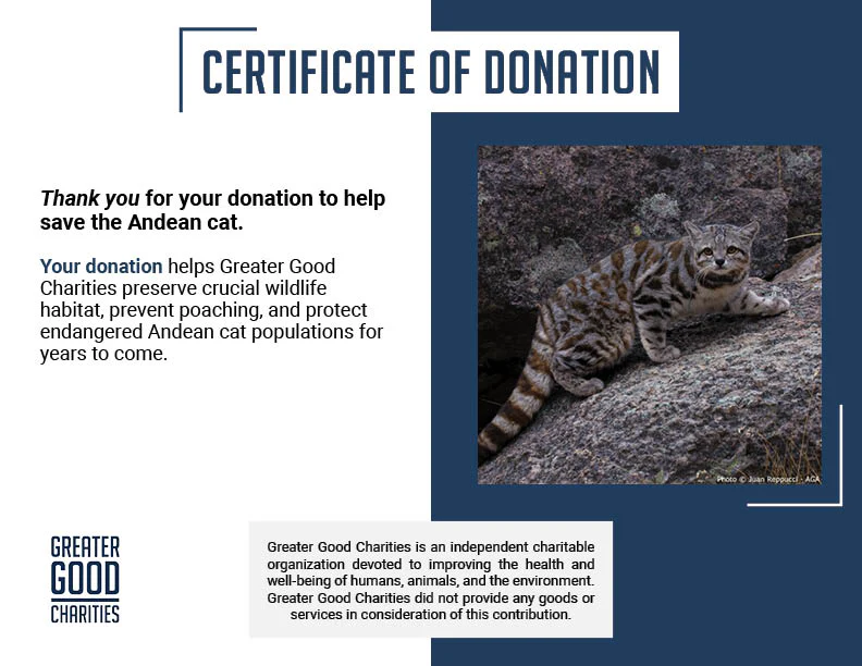Help Save the Andean Cat - Image 3