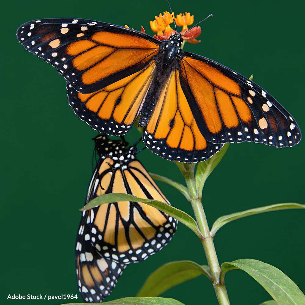 Protect the Monarch Butterfly - Image 4