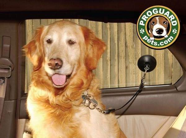 Dog Stay 'n Drive - Image 3