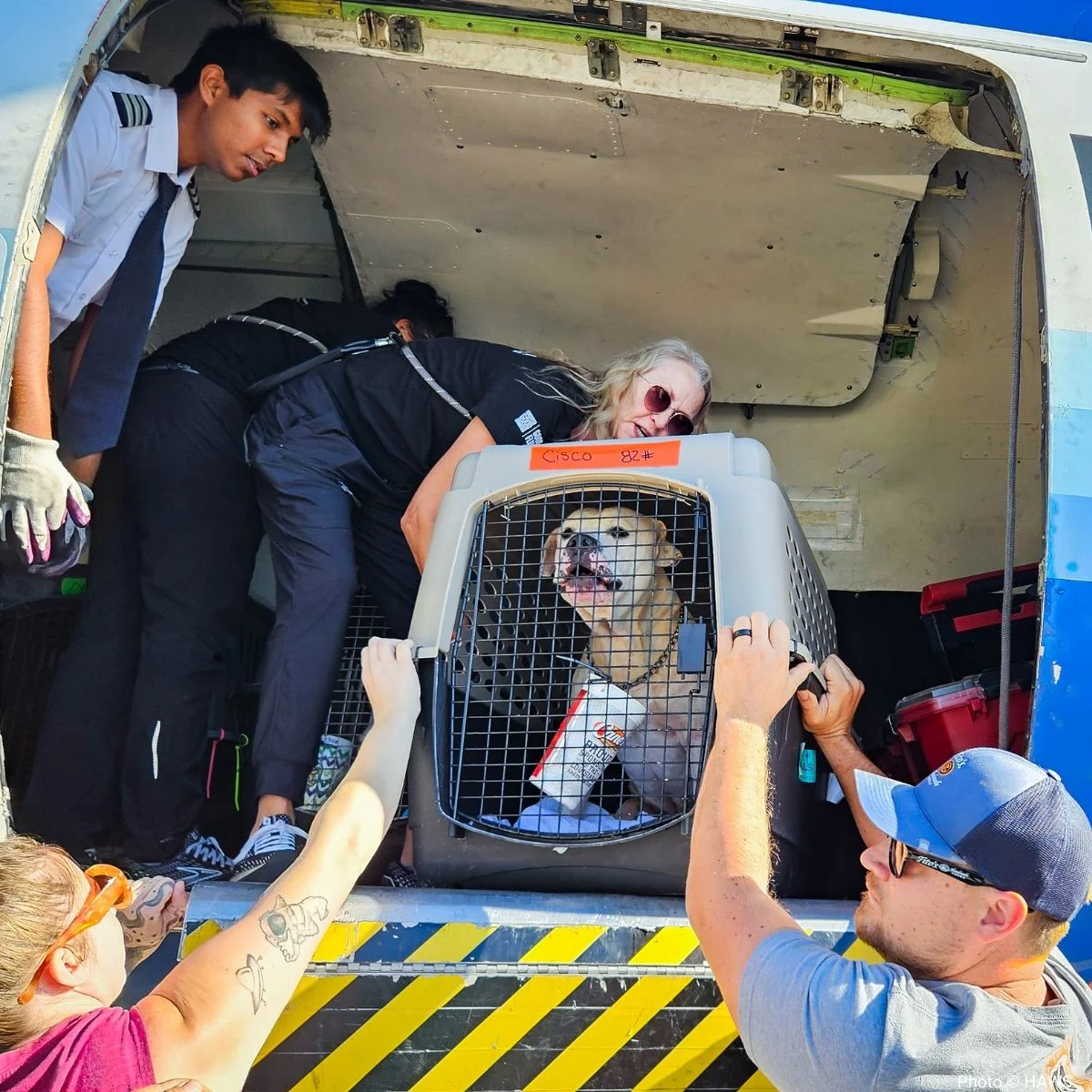 Help Fly Pets to Freedom - Image 20