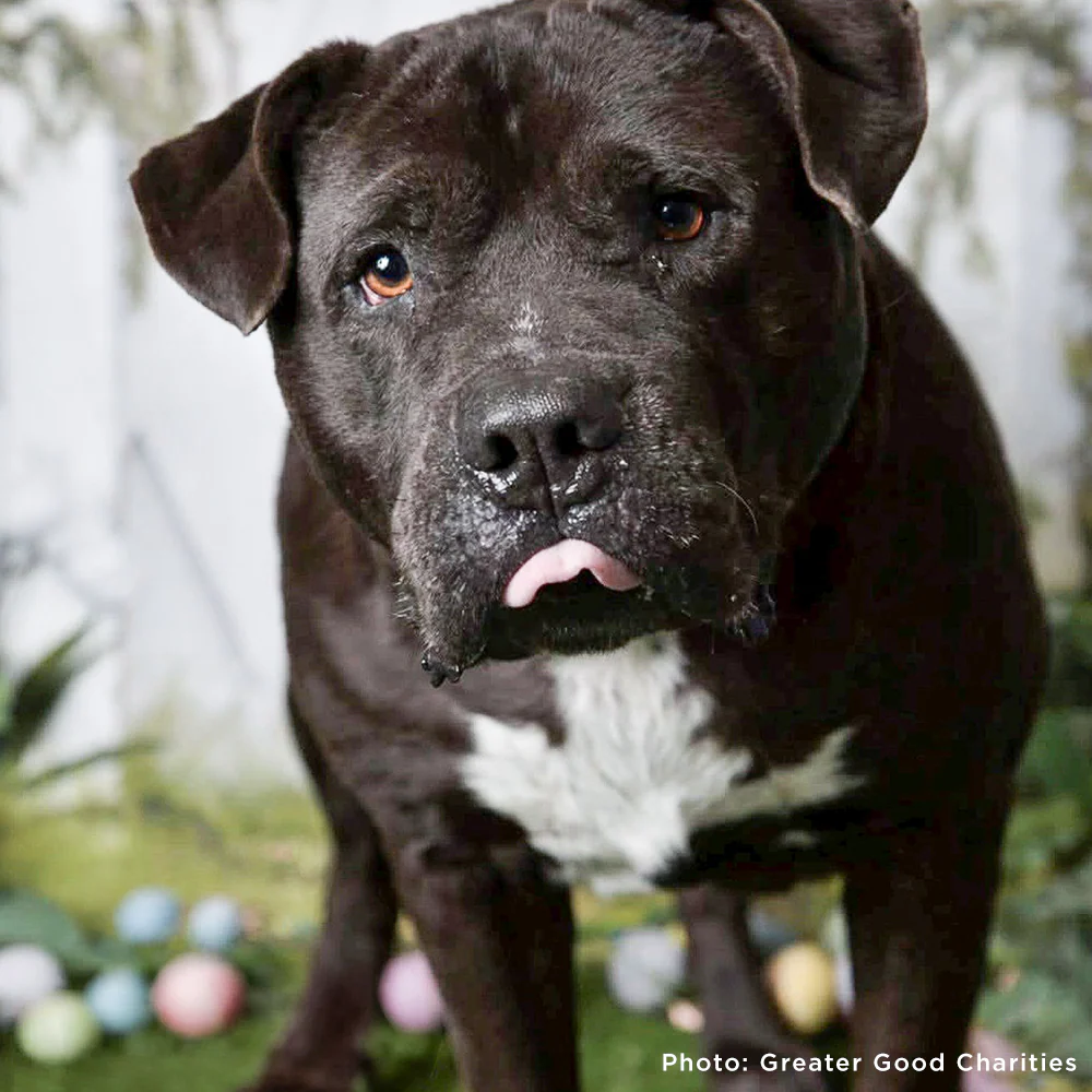 Help Fly Pets to Freedom - Image 9
