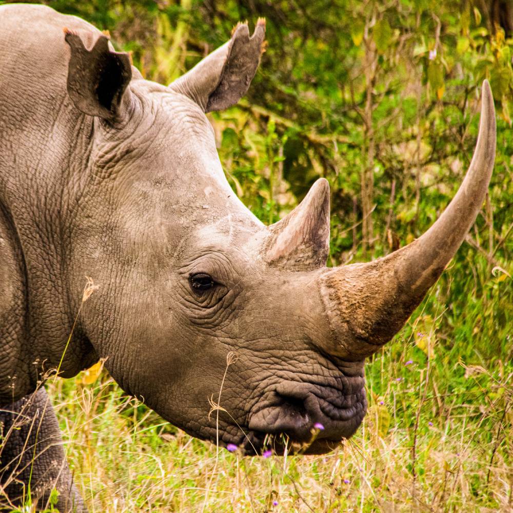 Help Save the Rhino From Extinction - Image 3