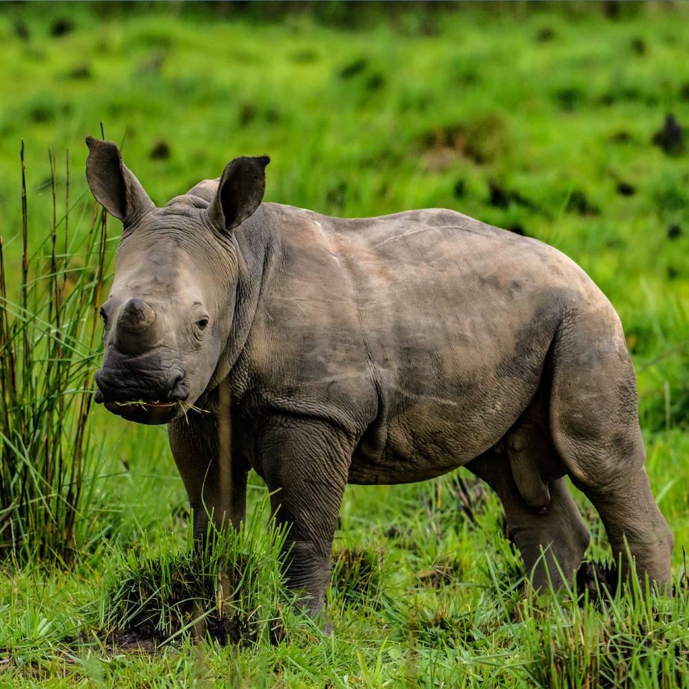 Help Save the Rhino From Extinction - Image 4