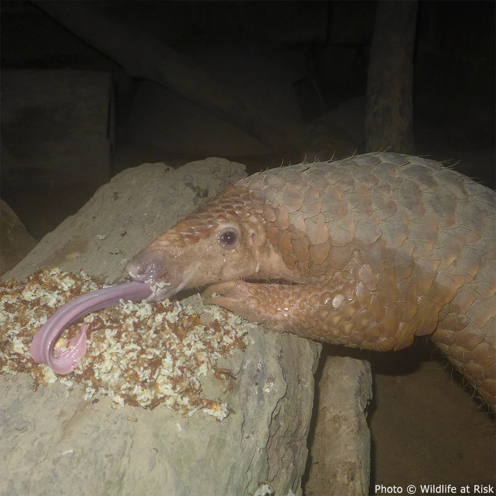 Protect the Pangolin from Extinction - Image 3