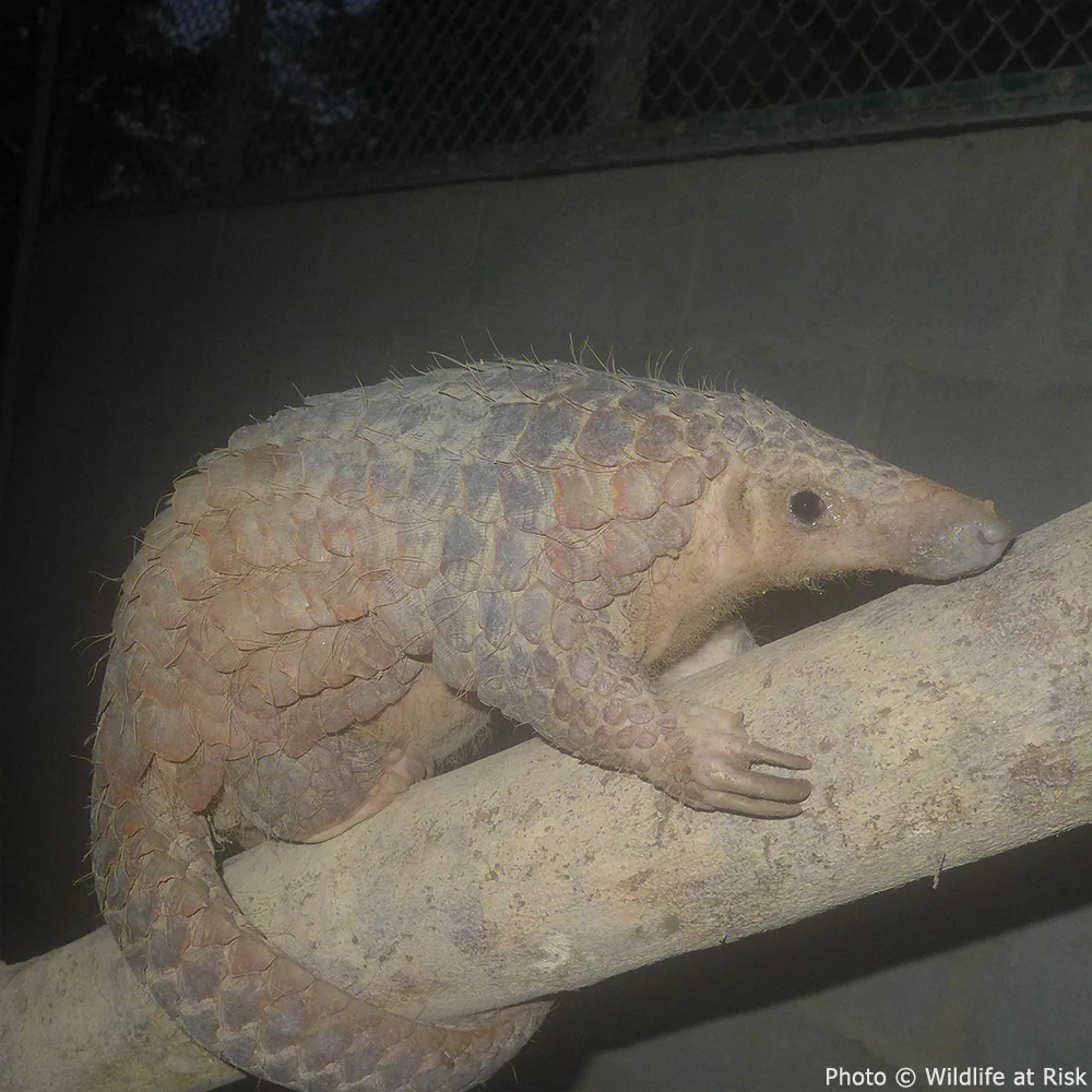 Protect the Pangolin from Extinction - Image 4