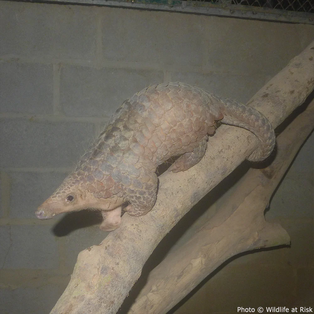 Protect the Pangolin from Extinction - Image 5