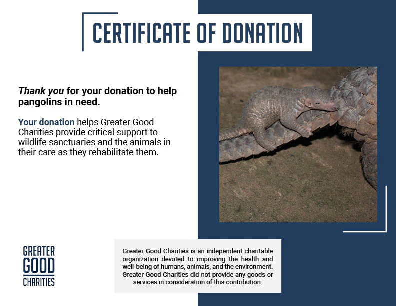 Protect the Pangolin from Extinction - Image 7
