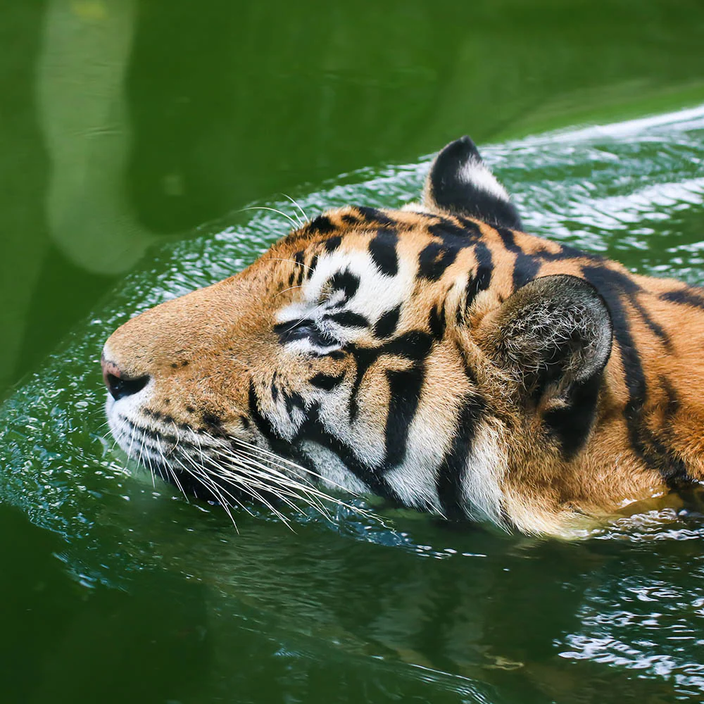 Save the Indochinese Tiger Before It Disappears - Image 3