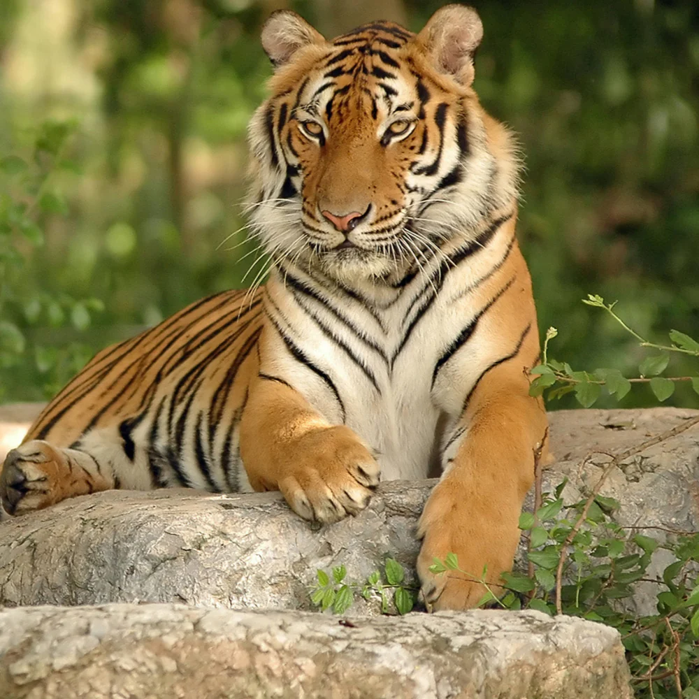 Save the Indochinese Tiger Before It Disappears - Image 4
