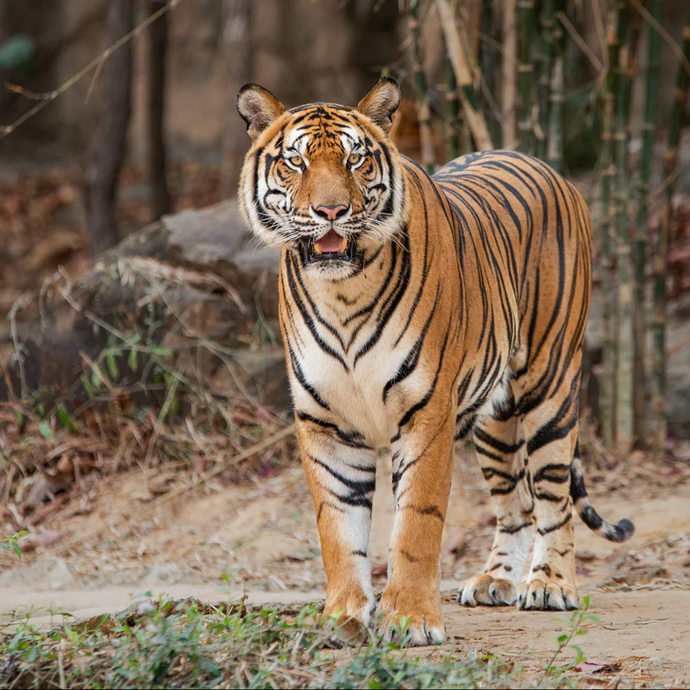 Save the Indochinese Tiger Before It Disappears - Image 5