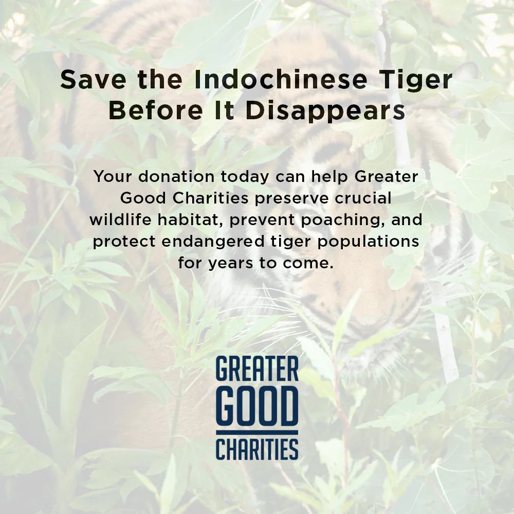 Save the Indochinese Tiger Before It Disappears - Image 6