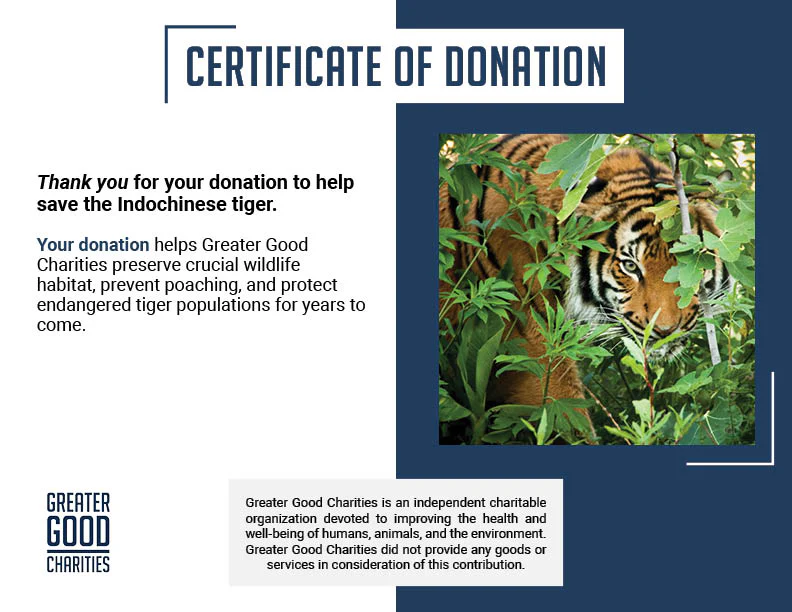 Save the Indochinese Tiger Before It Disappears - Image 7