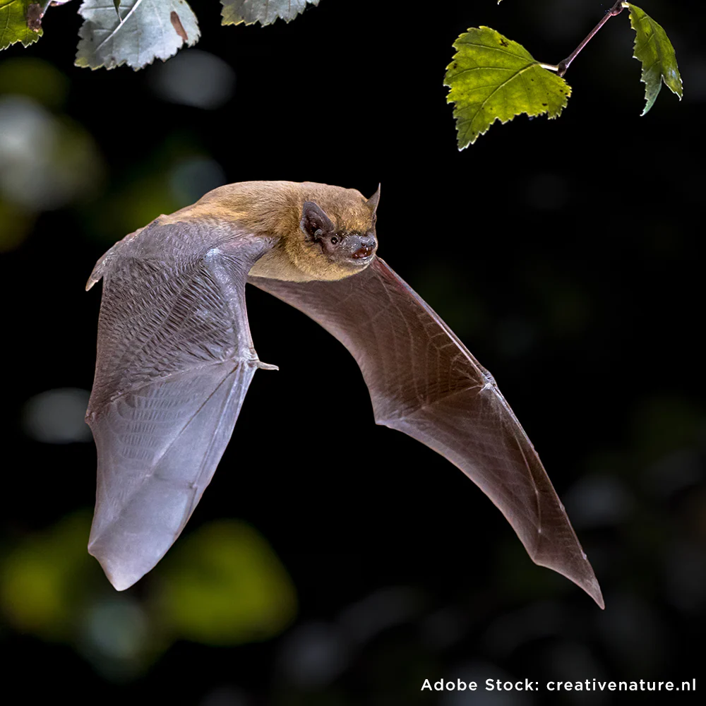 Help Save the Bat - Image 3